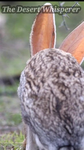 🐰🌵Antelope Jackrabbits eat cactus by nibbling off small portions, carefully navigating around larger spines, and scraping off the tiny, barbed hairs (glochidia) from the areoles. Their small, nimble mouths and claws allow them to consume the soft flesh of the cactus, and they also get vital water and nutrients from these plants, especially during droughts. #antelopejackrabbit #weroamarizona #koldnews13 #arizona_hiking #arizona_landscapes #arizonahiking #azwildlife #azstateparks #capturearizona