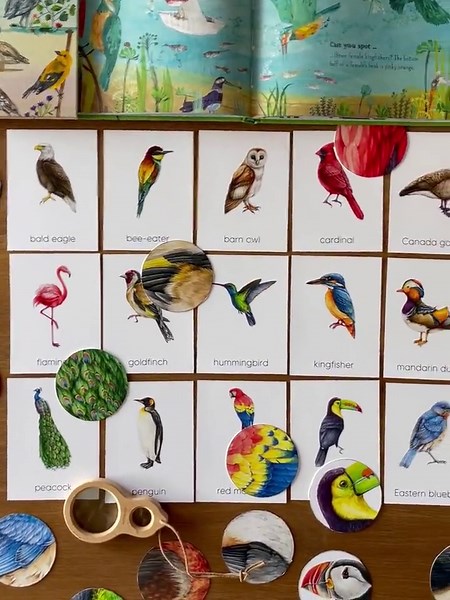Bird Flashcards: Montessori Feature Matching, Preschool Learning (PDF) - Etsy