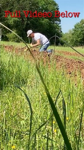 Planting Blackberries on Our Farm