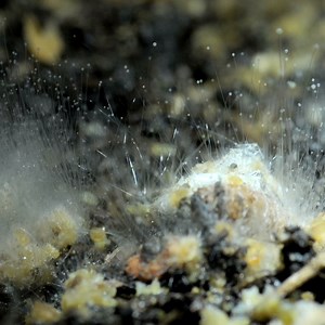 Rise and shine, it’s #FungusFriday! Mucor is a microbial genus comprised of approximately 40 species of asexual molds. As the colony ages and develops spores, it will darken in color. 🍄 | Science Channel