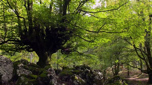 Explora El Encanto Del País Vasco: Cultura, Gastronomía Y Paisajes