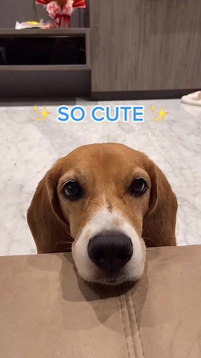 i’m cute? 🥺 #dog #dogsoftiktok #beagle #fyp #fy