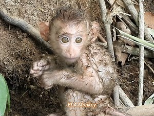 13K views · 549 reactions | Here are some documentary videos about the life of monkeys living in nature | ELA Monkey | Facebook