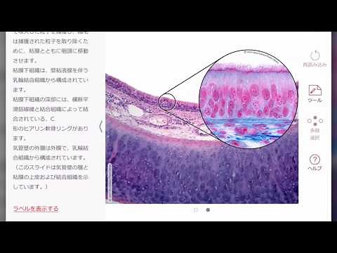 解剖学的構造と生理学 | 組織学 | Visible Body