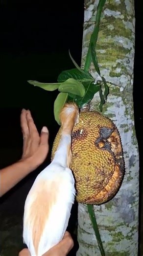 Strange bird #amazing #animals