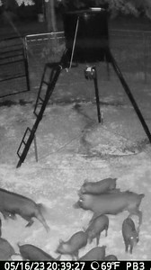 Inclement weather rarely affects pigs coming to the trap to feed. Many high volume captures happen during bad weather. #hogcontrol #Jagerpro | Jager Pro Hog Control Systems