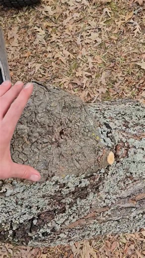 12 reactions · 3 comments | Tree health PSA  I often get requests to remove large limbs that lean over structures or are viewed as high risk. While there are situations that justify this work, I generally recommend end weight reduction or total Tree removal. When a large branch is removed, it leaves the tree vulnerable to rot and decay, even when the wound is healed. This video showcases what I see all too often from large or improper pruning cuts. | Saber Tree Service | Facebook