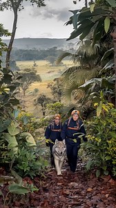 Predator Saves Predator—The Wolf Who Freed a Tiger Full video in the first comment! | Chanson de Lune