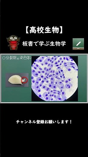 体細胞分裂の過程①顕微鏡画像で確認！【56生物基礎】新課程対応 #shorts