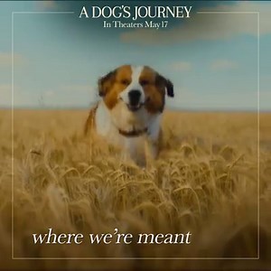 45K views · 758 reactions | He’s lived a lot of lives as a lot of different dogs, but Bailey’s journey isn’t over yet. Watch the sequel to A Dog’s Purpose this May! #ADogsJourney | A Dog's Journey | Facebook
