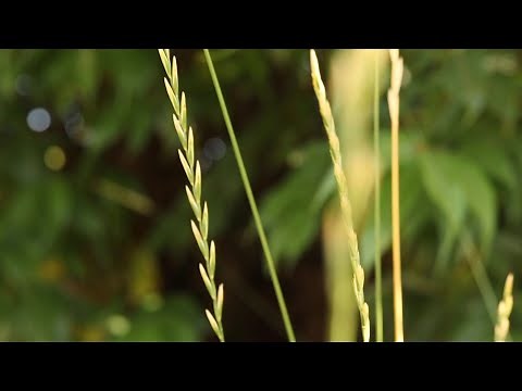 QUACKGRASS (Elymus repens)