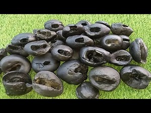 Gandaki river saligram , 24 incarnation of lord sri vishnu divya shaligram , shaligram shila