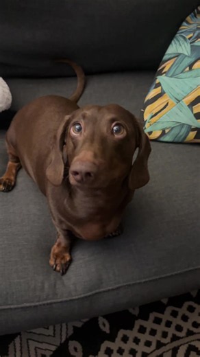 Dachshund Dog Dance: Cute Dachshund Pet Dance Compilation
