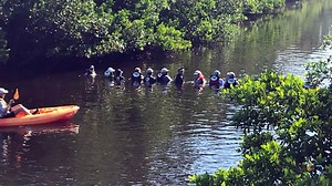 Human chain helps 'lost' dolphins escape from St. Pete canal