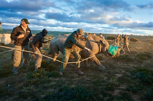 400 Black Rhinos Thriving Thanks to Landmark Conservation Project