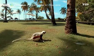 Le document - Madagascar, île aux richesses naturelles extraordinaires