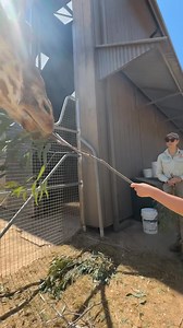 Send your kids on a wild Zoo Adventure these school holidays at Taronga Western Plains Zoo! Starting Monday April 14, our Zoo Adventures program is a fun, educational holiday program where children aged 5-11 are taken on an exciting journey, learning about animals and the environments they live in. The program costs $45 per child per day and includes zoo entry, arts and craft activities as well as the chance to meet some of the animals that call Taronga Western Plains Zoo home, and the Keepers t