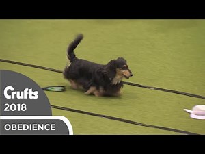 Obreedience - Dachtastic | Crufts 2018