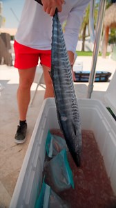 541K views · 6K reactions | Wahoo fillet ASMR! I love the sounds of the fillet table! Dexter Outdoors #fishing #dexteroutdoors #wahoo #asmr | Landshark Outdoors | Facebook