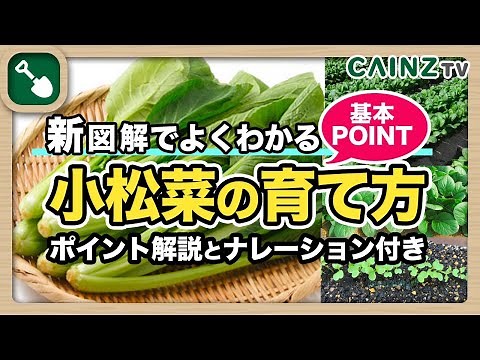 小松菜の育て方｜コマツナの栽培方法｜初心者向けに解説！種まきのやり方｜管理収穫
