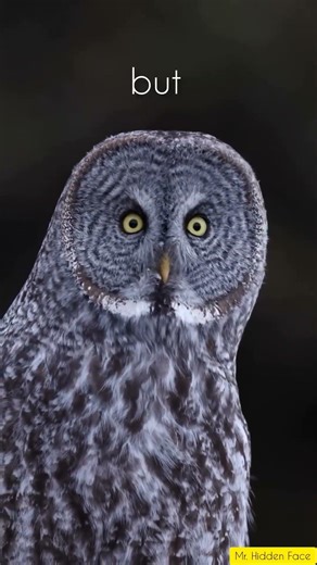 Owl-🦉-always-angry-#angry #aura #reaction #animals #olw #shortvideo #viralvideo