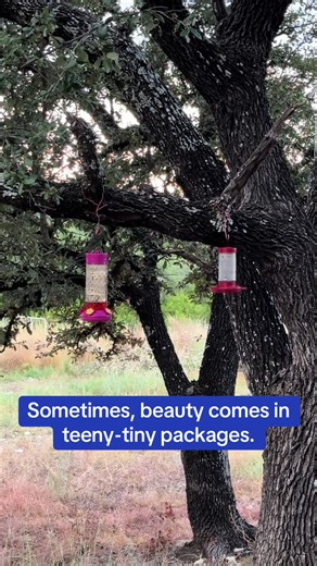 I managed to catch a hummingbird on camera. They are fascinating to watch! #homesteadlife #september #hummingbird