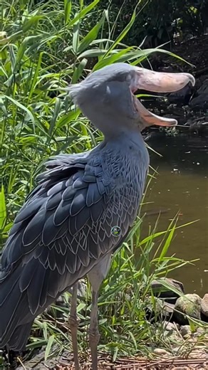 308K views · 19K reactions | Shoebill Stork's Call: Nature's Most Unique Sound! #shoebillstork #birdwatching #naturelovers #fyp #bird #shoebillsound | ShoebillStork28 | Facebook