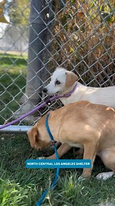 5.1K views · 383 reactions | RESCUED!Thank you Good Tails Rescue!...