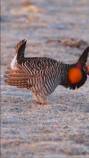 Greater Prairie Chicken Dance Moves 🪭🪭