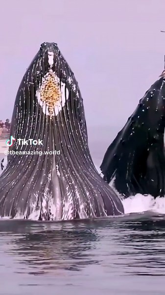 Discover the Amazing Marine Life at the Bottom of the Ocean