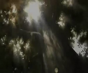 The Boondocks Season 3 [Final Season Trailer ]