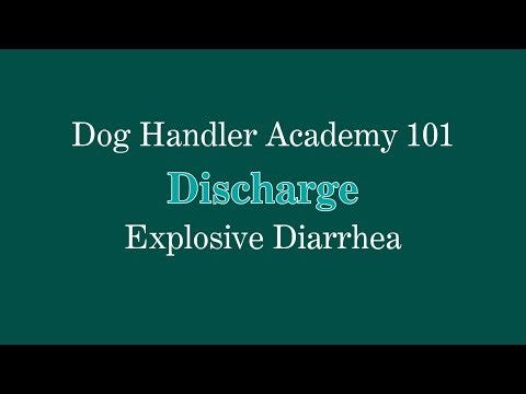 Dealing with Explosive Diarrhea | Dog Handler Academy