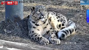 12.18一团毛茸茸的小蛰。