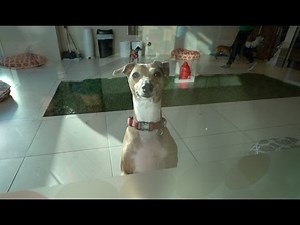 peach's first time at daycare