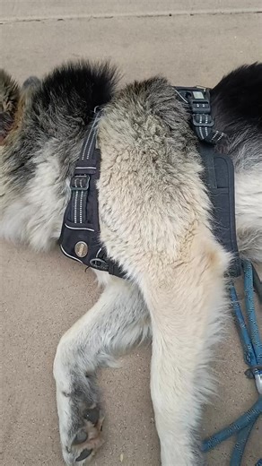 Traveling with Dogs: Challenges on New Year's Day