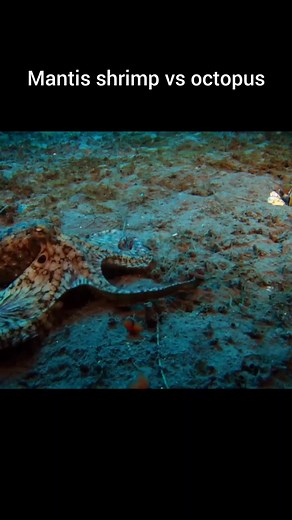 276K views · 3.4K reactions | Mantis shrimp versus octopus The mantis shrimp, armed with lightning-fast punches, faces off against the clever and adaptive octopus. In this underwater showdown, speed meets strategy as these two incredible predators battle. #foryou #trending #ytshorts #youtube #trend #shortsvideo #viral #viralshorts #history #short #ytshort #fyp #nature #education #wildlife #ocean #mantisshrimp #octopus #deepsea #animalfight | WildWonders | Facebook