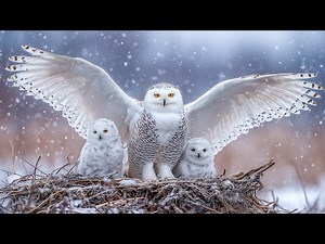 Deep Winter Sleep With Piano Music And Bird Sounds 🎹Majestic Snow Birds In A Calm Frozen Landscape