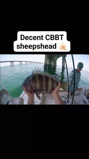 sheepshead🤙🏻#fishing #fishingvideo #fishinglife #outdoors #subscribe #fish #sheepshead