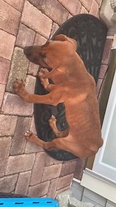 Emergent Situation - Warning - We Are About to Break Your Heart This is Roxie. Roxie was just surrendered to us from a pet store. Yes, you read that correctly, a Pet Store. At only 12 weeks of age, Roxie is so sick she is struggling to breath, emaciated, has severe cage foot. Roxie is coughing, vomiting and is unable to hold her balance. Despite the horrid condition Roxie Is in, she looked at our volunteer with a wagging tail, beautiful heart and hope that something better was to come. Our AABR 