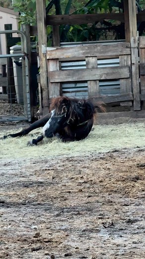 Hay roller  #minihorse | John Jacobs | Facebook