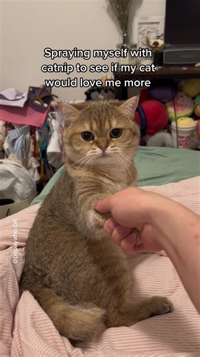 Testing Cat's Love with Catnip Spray