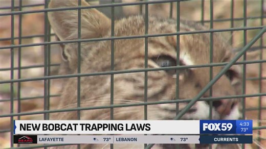 Bobcat trapping season goes into effect this fall