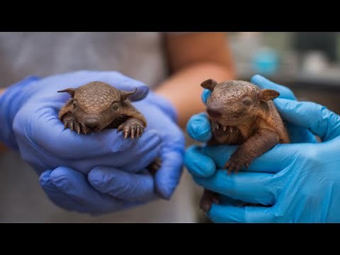 These Screaming Hairy Armadillos Will Leave You Covering Your Ears