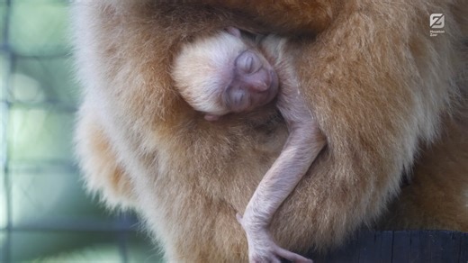New baby alert! It's a Houston Zoo first with a male northern white-cheeked gibbon being born on May 30 to first-time parents Ting and Max. Guests can see the new family in Wortham World of Primates, next to the De Brazza’s monkeys. While mother and baby bonding are doing well at the moment, the first few weeks are crucial, and the animal care team is keeping a close watch on the pair. Read more about our newest arrival: bit.ly/460Z98E | Houston Zoo