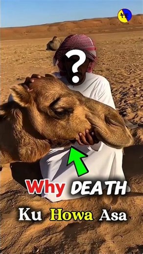 Why Do Camels Explode After Death? 🐪💥 #mindblowingfacts #facts #amazingfacts #funny #camel #funpage