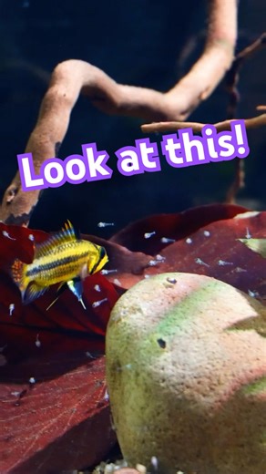 LOOK! Baby Apistogramma!