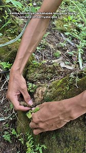Batu berlumut isi benda antik | Tedi Setiadi