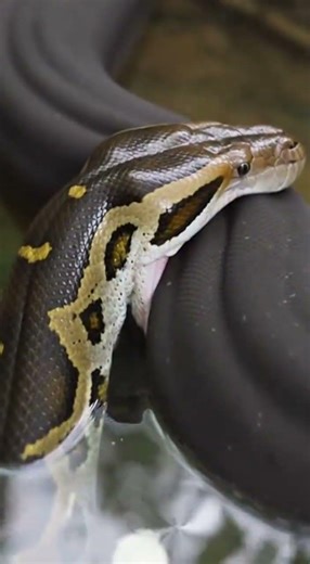 The python's eyes turned white from the sudden desert storm #wildlife #nature #python