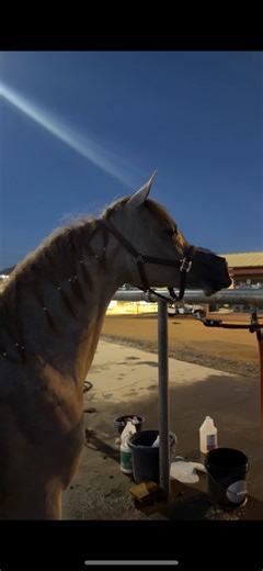 74K views · 1.3K reactions | Reba baby has arived at her first show after being weaned about 1.5 months ago. She’s cleaned up, fed, and ready for a good night sleep❤️ #arabian #horse #arabianhorse #foal #whitehorse #foryou | Arival SA | Facebook