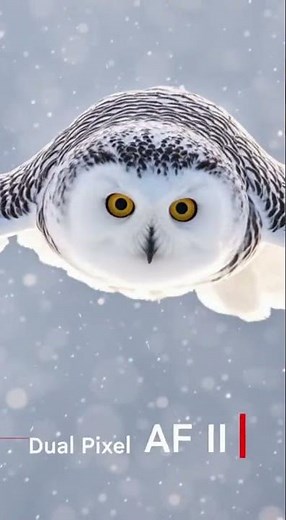 Canon EOS R7 Review — Fast, Powerful APS-C Mirrorless for Photo & Video